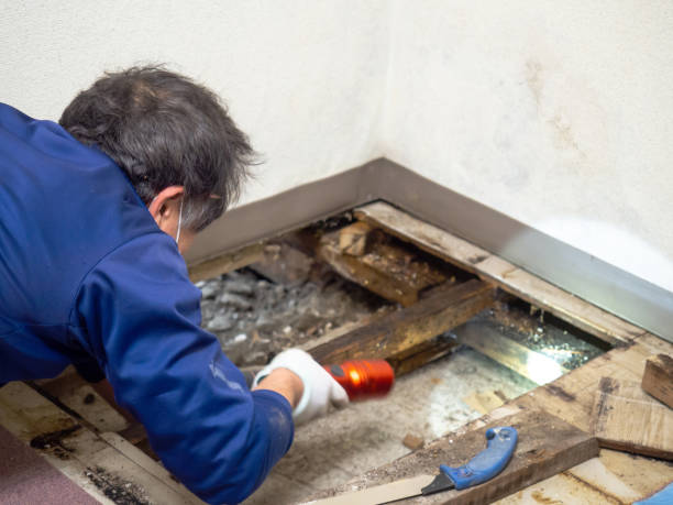 Best Emergency Mold Removal  in Elliston, VA