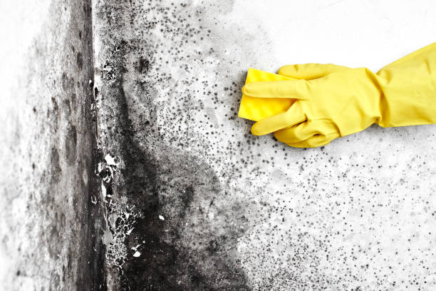 Best Office Mold Removal Services  in Elliston, VA