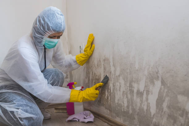 Best Mold Cleaning Services  in Elliston, VA