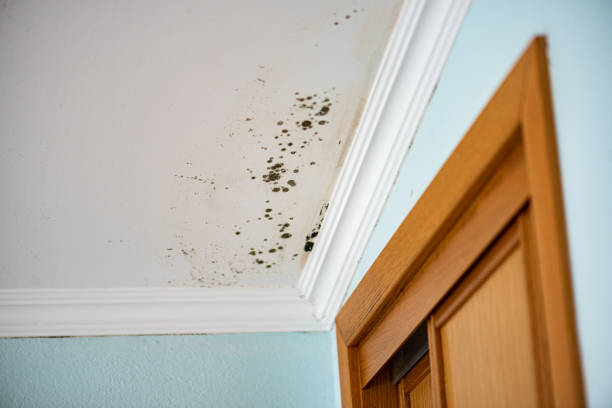 Best Best Mold Removal Companies  in Elliston, VA