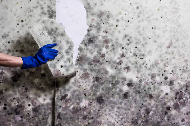 Best Local Mold Removal Service  in Elliston, VA