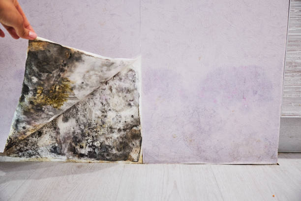 Best Professional Mold Removal  in Elliston, VA